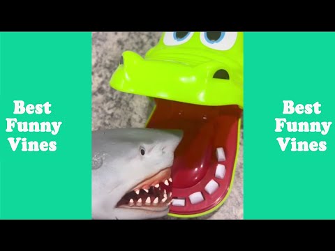 Shark Puppet The Most Watched Funny Tik Tok 2022