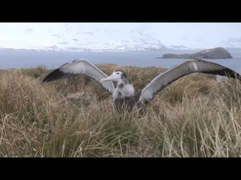Albatros putujúci (Diomedea exulans) — mláďa rozťahuje krídla na Prion Island, Južná Georgia