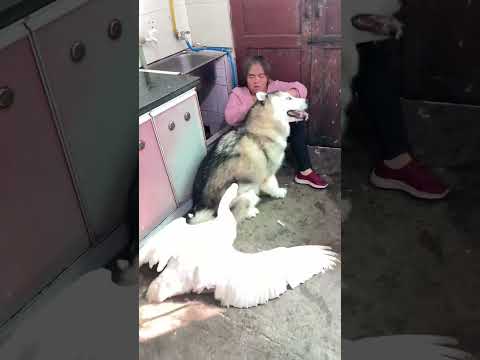 They are not fuel-efficient lamps. 🌞 P43