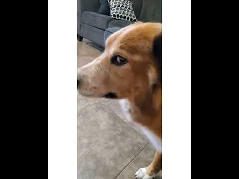 Crystal the Pet Nanny. LLC video.