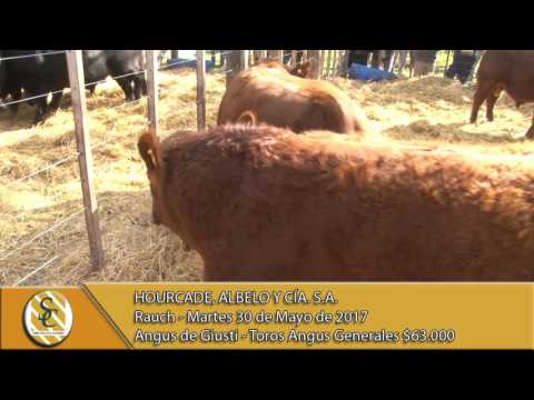 30-05-17 Venta de Toros Cab. Angus de Giusti - Hourcade, Albelo y Cía. S.A. - Rauch