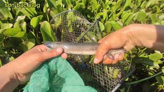 Ổ cá sau một đêm trời mưa lớn cá vẫn không chạy#localoc