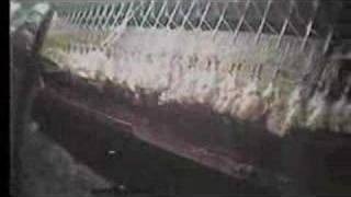 CARTA DE UN ANIMAL AL PEOR DE LOS ANIMALES