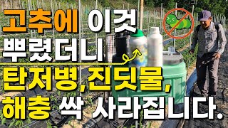 고추 다수확 이것뿌렸더니 탄저병 진딧물 총채벌레 담배나방 없이 주렁주렁 수확 규산황 나방진
