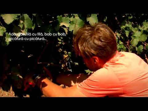 CRAMA HISTRIA - Festivalul Vinului Dobrogean