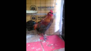 El Hijo Del Palenque-Grupo Laberinto.wmv