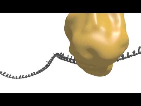 Generation and action of siRNAs and miRNAs