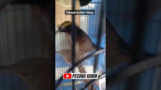 Download lagu KONIN Betina Birahi Minta Kawin Dengan Kolibri Jantan‼️ mp3