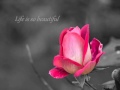 Ruth Ann | Life is so beautiful 