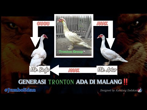 Muscovy Comparison Between Dad And Son, What A Big Body Both of Them | Kandang Dadakan Malang