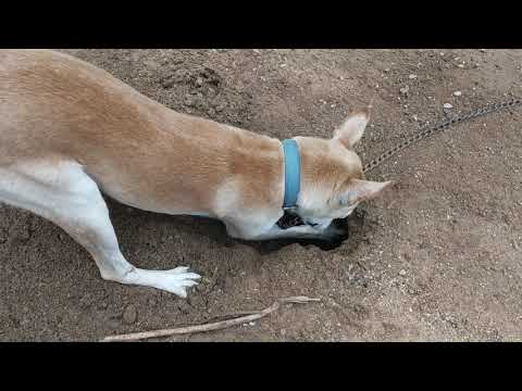 Funny dog /Victor🐶/ Hard work/(AFSHAN BEG)