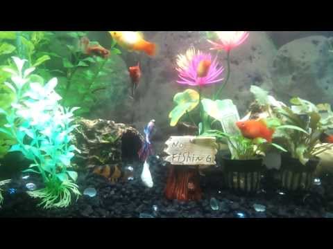 Betta Fish loves the 30g community tank with clown loaches