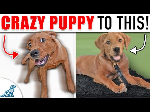 Your “Wild and Crazy” Puppy Needs To Learn THIS!