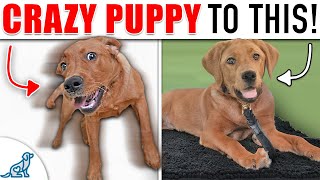 Your “Wild and Crazy” Puppy Needs To Learn THIS!