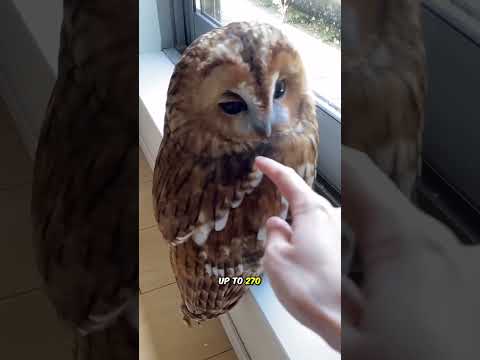 Interesting features of owls