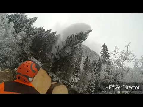 Starkholzfällung Fichte mit 1.20 m Durchmesser