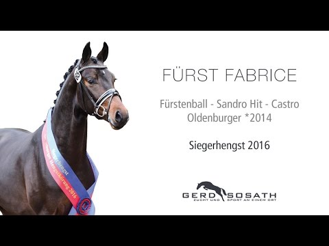 Oldenburger Siegerhengst Fürst Fabrice - 1. Impressionen unter dem Sattel