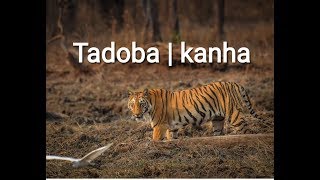 preview picture of video 'Tadoba | kanha | four tiger sighting | shepherd lyall'
