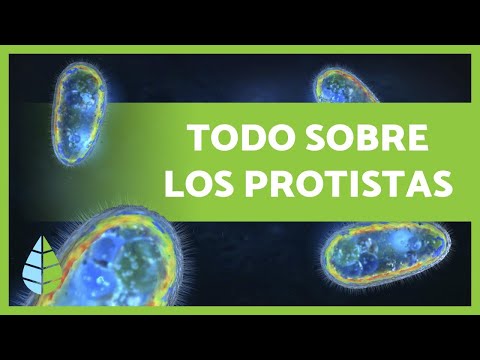 Kingdom Protista 🦠 Definition, characteristics and classification 🔍