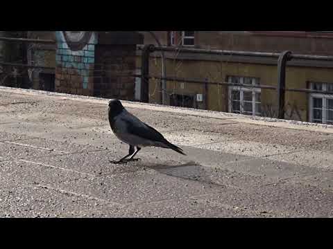 SNACK IN BERLIN - Berlin 2021