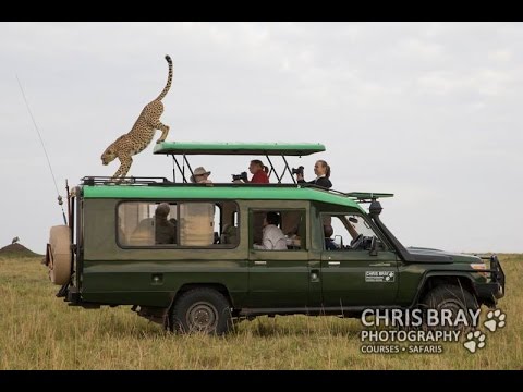 Wild Cheetah jumps onto safari vehicle!
