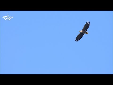 Havørnen - den flyvende dør er vores største rovfugl og vigtig at bevare