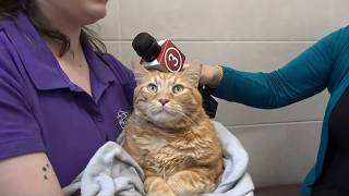 Meet Prince the cat from the Cleveland APL | Clear the Shelters 2026