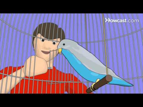 How to Choose the Pet Bird That's Right for You