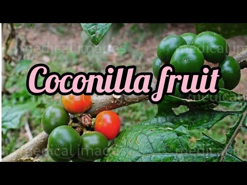 coconilla fruit