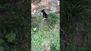 Video preview image #1 Labrador Retriever-Unknown Mix Puppy For Sale in Holly Springs, NC, USA