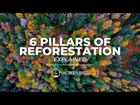 Watch this video by One Tree Planted Initiative about the benefits of tree planting.