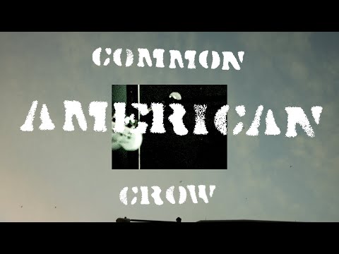 Common American Crow (A Dougumentary)