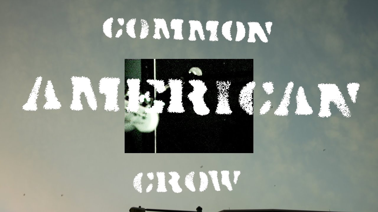 Common American Crow (A Dougumentary)