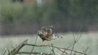 Hen Harrier Hunt