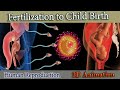Fertilization To Child Birth 3D Animation
