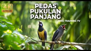 Download lagu 🔴 Live Masteran Pedas Cucak Cungkok Super Gacor vs Srigunting Abu Abu Isian Pukulan Panjang mp3