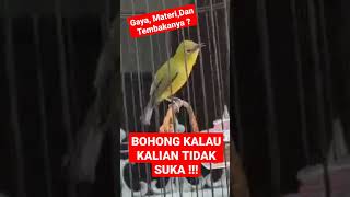 Download lagu Pleci Ngebren Ciblek Sambung Wit Wit Panjang || Bohong Kalau Tidak Suka ?!?!? mp3 Download lagu Pleci Ngebren Ciblek Sambung Wit Wit Panjang || Bohong Kalau Tidak Suka ?!?!? mp3