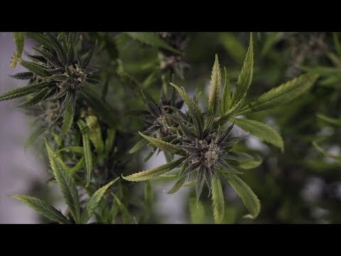 Marijuana & Autism
