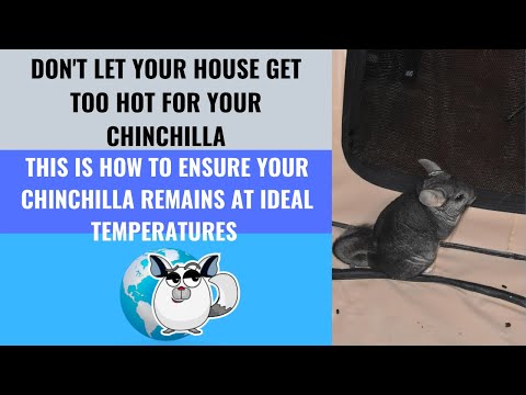 What Temperatures Should Chinchillas Always Remain At?