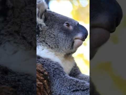 Koalas And Their Diet Of Toxic Eucalyptus Leaves