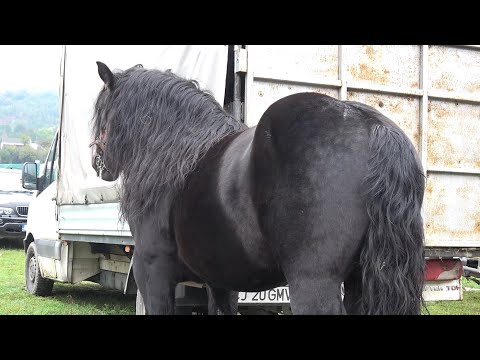 Targul de cai de la Negreni, Cluj 13 Octombrie 2025 Nou!!!