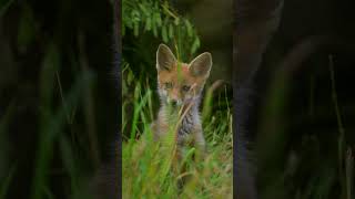 Jungfuchs am Bau #wald #jagdmomente #nature