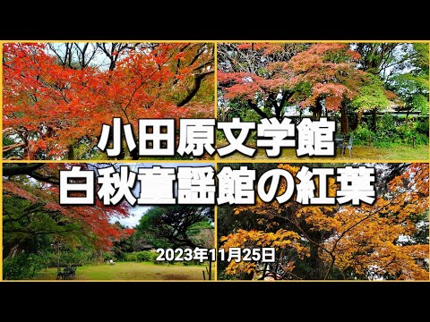 Otoño en el Museo de Literatura de Odawara y el Museo de la Canción Infantil de Hakushu 🍁 Empieza a cambiar de colores (25 de noviembre de 2023)