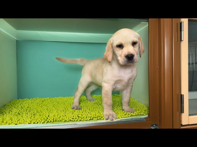 (子犬) 犬種:ラブラドール・レトリーバー 男の子 ブリーダー マロニエケンネル MARRONNIER KENNEL k4052の画像