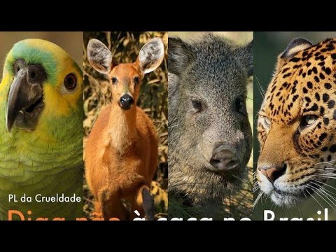 VOTE AGAINST PL5544/2020 - SPORT HUNTING