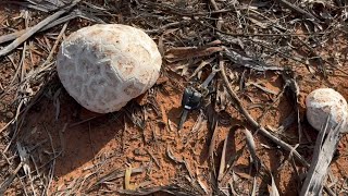 Fossicking Around the Wildflowers, Caroling Rocks…Western