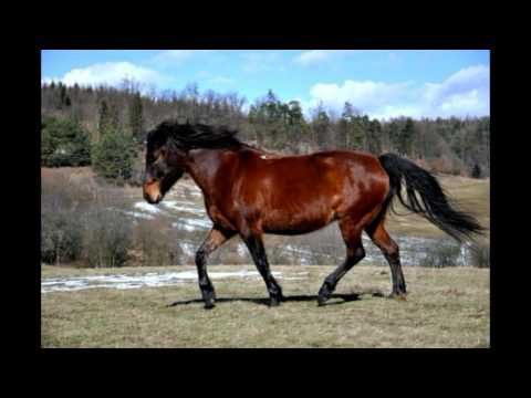 Mário Calabri   Smrt kovboje