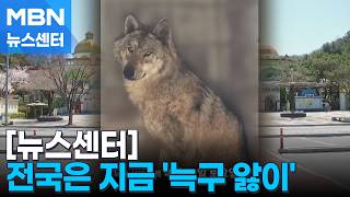 식지 않은 '늑구 앓이'…전광판에 