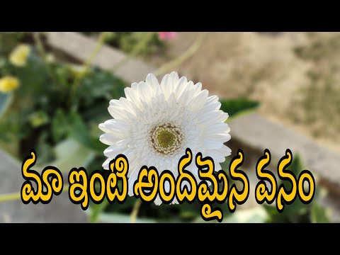My Home Garden flowers#Chanti vedulla/Flowers Garden