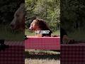 Grizzly Bear Vs Professional Eater Who Eats More